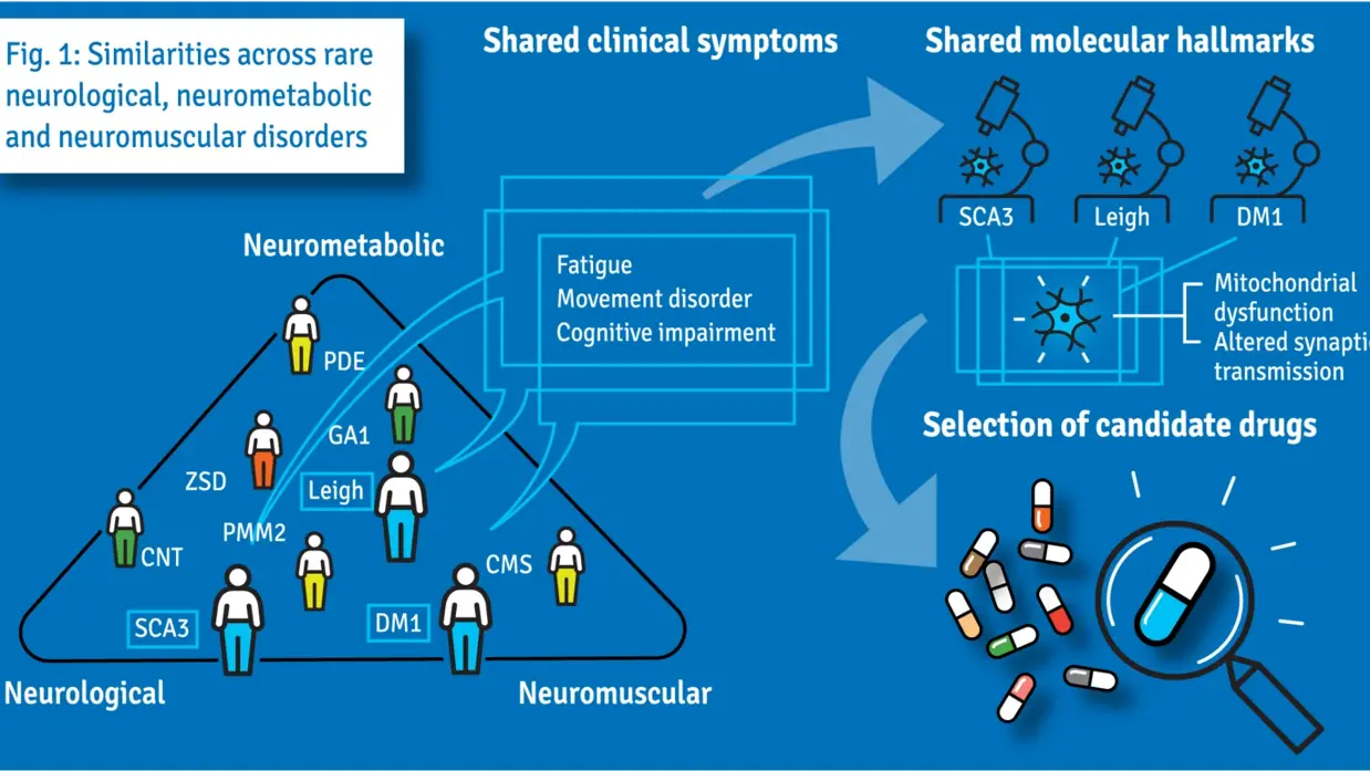 Die Grafik veranschaulicht die Ähnlichkeiten zwischen seltenen neurologischen, neurometabolischen und neuromuskulären Erkrankungen anhand von gemeinsamen klinischen Symptomen und molekularen Merkmalen.  Links werden verschiedene Erkrankungen innerhalb der drei Kategorien Neurologisch, Neurometabolisch und Neuromuskulär dargestellt (z. B. SCA3, Leigh, DM1, PDE). In der Mitte sind die gemeinsamen klinischen Symptome hervorgehoben: Müdigkeit, Bewegungsstörungen und kognitive Beeinträchtigungen. Rechts oben werden die molekularen Gemeinsamkeiten wie mitochondriale Dysfunktion und veränderte synaptische Übertragung gezeigt. Unten rechts symbolisiert eine Lupe die Auswahl von Medikamentenkandidaten, die aufgrund dieser Gemeinsamkeiten entwickelt werden könnten.